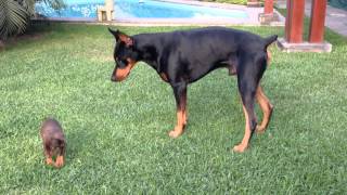 Precious puppy challenges larger Doberman dog [upl. by Kenley]