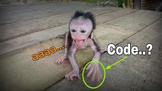 Oh no baby monkey cutis is crying he wants his hand [upl. by Ahsel761]