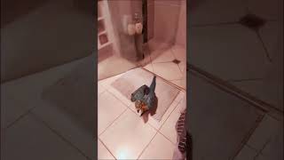 Taking Bath  Blue Bird  Getting Shower  Enjoying  Pet  ytshorts parrotbts bgmi birds fun [upl. by Bolger]