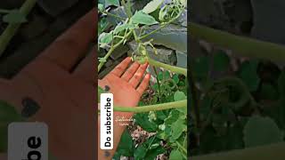 tomato  Solanum lycopersicumgardeningpublicagriculture vegetablegardening [upl. by Yeroc]