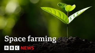 How do you grow plants in space  BBC News [upl. by Llenoil]