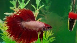 Watch A Male Betta Fighting Fish Show Off [upl. by Eenad]