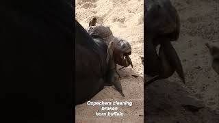 shorts oxpeckers cleaning broken horn buffalo [upl. by Lesly17]