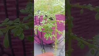 Oxalis plant ☘️☘️new trending gardening plants youtubeshorts shorts [upl. by Oidacra]