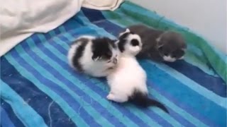 NEW CUTE CATS Vine Compilation 2015 Part 1 [upl. by Ugo307]