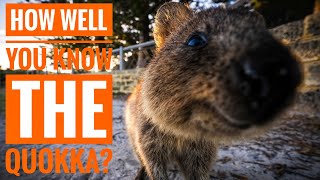 Quokka  Description Characteristics and Facts [upl. by Siouxie]