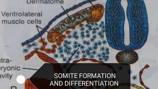 SOMITE DIFFERENTIATION [upl. by Elok]