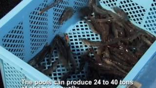 The worlds first Indoor Shrimp Production System ISPS [upl. by Teleya]