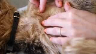 Banfield Pet Hospital  How to Check for Fleas on your Dog or Cat [upl. by Alysia]