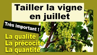 Comment tailler la vigne au mois de juillet [upl. by Arahset]