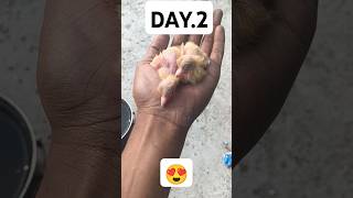 🥰day 2 bebis 😍youtube sorts trending 🕊️ [upl. by Rednas]