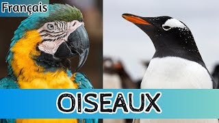 Oiseaux pour Enfants  Apprenez et Écoutez leurs Sons  🦅 [upl. by Ritz166]