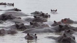 Hippo Pod in the Botswana Bush [upl. by Sirrot]