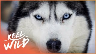 The Incredible Life Of A Sled Dog Wildlife Documentary  Natural Kingdom  Real Wild [upl. by Sesmar]