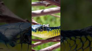 Boomslangs The Terrifying Tree Snake You Never Saw Coming [upl. by Anaderol]