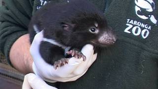 Tasmanian Devil Pouch Check at Taronga [upl. by Alma998]