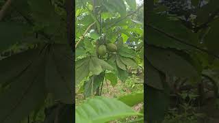 2024 philippines negrosocc chestnut castañas food fruit edible nuts foodie farmlife farm [upl. by Ardith33]