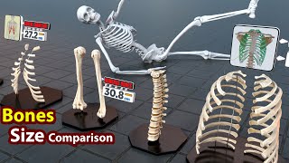 Major Bones in Human Body explained in 40 Seconds [upl. by Nageek]