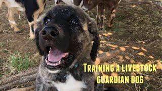 Training a livestock guardian dog basics [upl. by Perloff29]