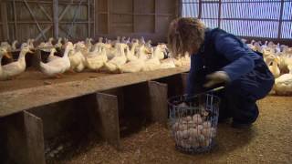 Duck Eggs from Hill Foot Farms [upl. by Sidoma]