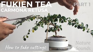 How To Take Cuttings From Fukien Tea Carmona Retusa Part 1 Jan2022 [upl. by Lavinia]