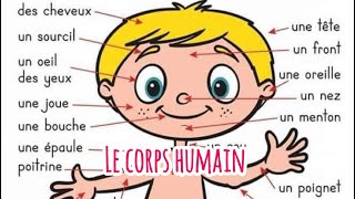 Le corps humain  vocabulaire [upl. by Dick]