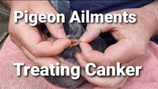 Treating Pigeons with Canker [upl. by Lesley52]