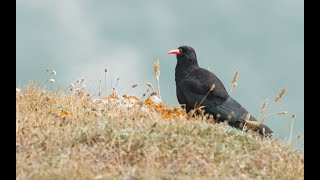 The Cornish Chough [upl. by Jael]