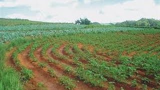 Uso de Selectores para la Aplicación de Herbicidas en Cultivos  TvAgro por Juan Gonzalo Angel [upl. by Arrahs]