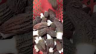 Morchella mushroom best for healthmushroom morchella morelmushrooms upajcareerinstitute [upl. by Nnayllek882]