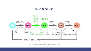 5mC and 5hmC Sequencing Methods and The Comparison [upl. by Yrellih]