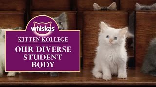 Ep2 Our Diverse Breeds of Kitten Students  Kitten Kollege [upl. by Alor]