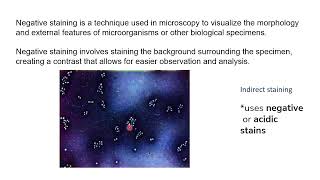 Negative staining  First year microbiology basics [upl. by Nereen]