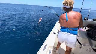 Red Grouper caught 30 miles offshore from Venice FL  July 2023 [upl. by Yaeger]