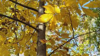 Shagbark Hickory fall foliage [upl. by Hgielrahc]