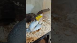 Silver Gonyosoma Snake Santai Abis Kenyang Makan [upl. by Luehrmann]