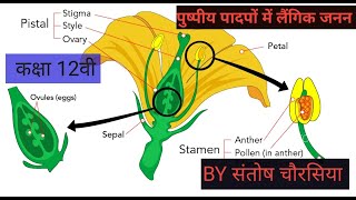 SEXUAL REPRODUCTION IN FLOWERING PLANT [upl. by Eniluap]