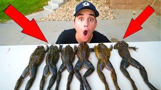 INSANE BULLFROG Catch and Cook TASTY [upl. by Ahsela]