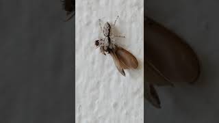 Jumping Spider rotates its meal [upl. by Rezal]