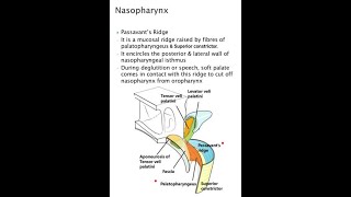 Passavants Ridge  Anatomy  MBBS [upl. by Cavil686]