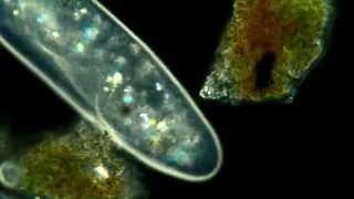 Paramecium Aurelia Polarized light phase contrast darkfeild combination 625x [upl. by Atnahc385]