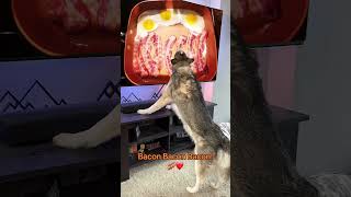 Bacon Bacon Bacon [upl. by Garzon]