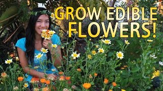 Edible Flowers You Can Grow [upl. by Nolyar37]