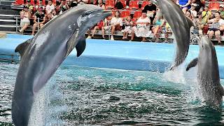 Делфинариумът във Варна  Dolphinarium Varna Bulgaria [upl. by Orodisi]