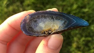 GEODES and THUNDER EGGS in Washington State [upl. by Donalt545]