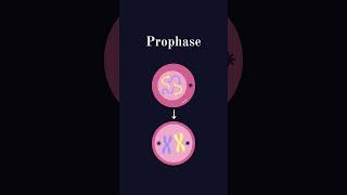 La mitose  science biologie charmleguide charmane cellule adn mitose shorts viralvideo [upl. by Piotr]