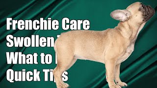 What should I do if my French Bulldog has a swollen stomach [upl. by Dahsraf]