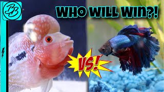 BETTA FISH VS FLOWERHORN STAREDOWN Fish Battle Royale [upl. by Arlyn]