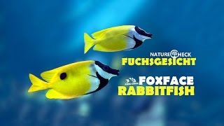 Fuchsgesicht  Foxface Rabbitfish [upl. by Schrader]