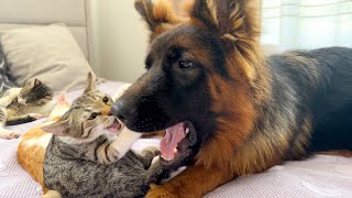 Kitten vs German Shepherd Funniest Video [upl. by Vernice]